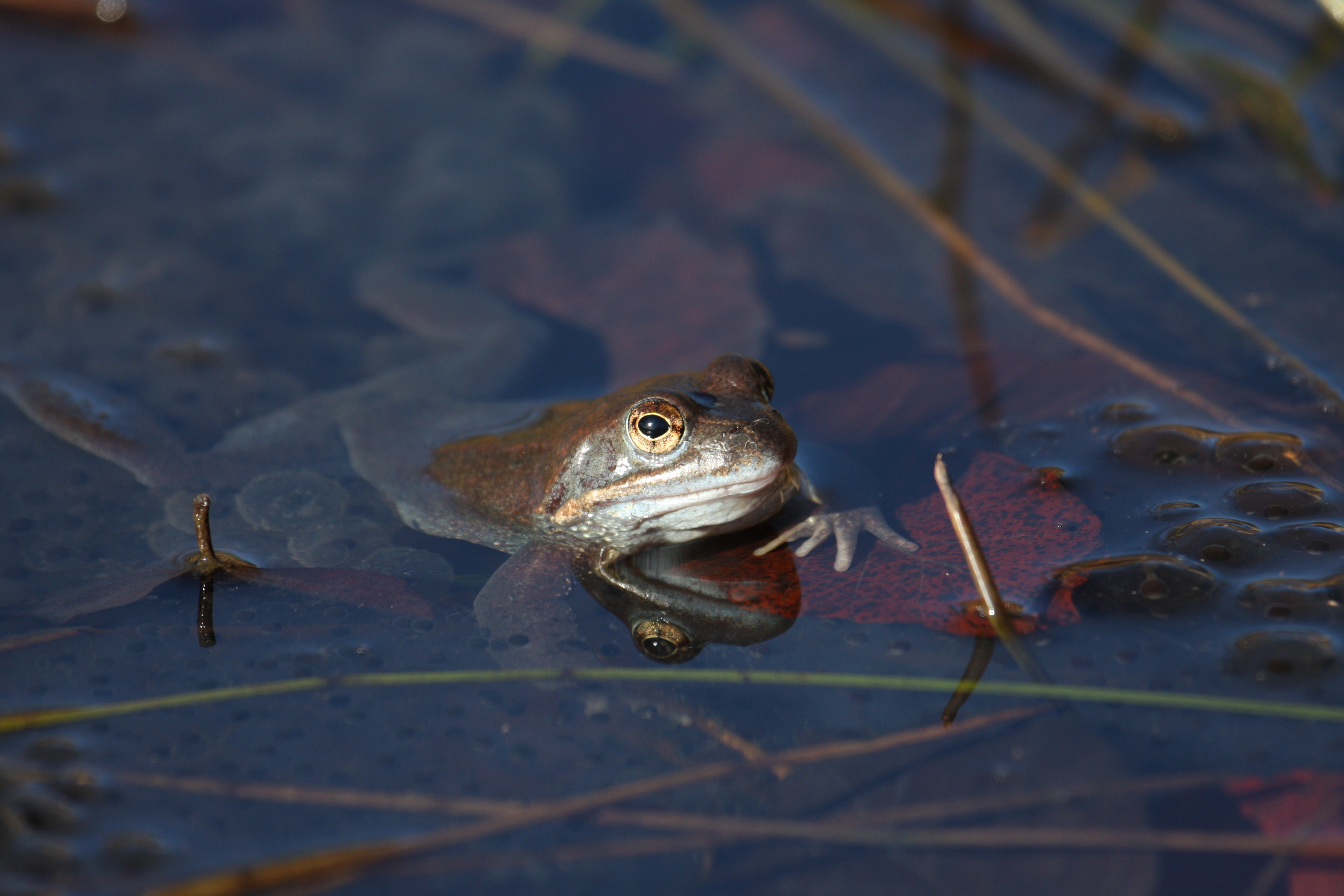 Fotografía Auténtica en la Era Digital